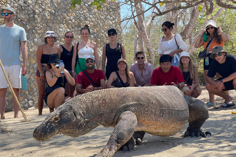 Visit the Main Attractions of Komodo National Park