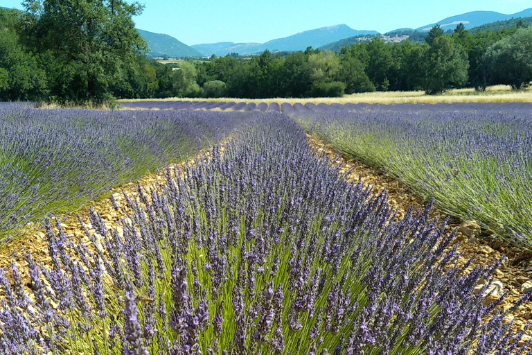 vanaf Avignon: halfdaagse lavendeltourvanuit Avignon: halfdaagse lavendeltour