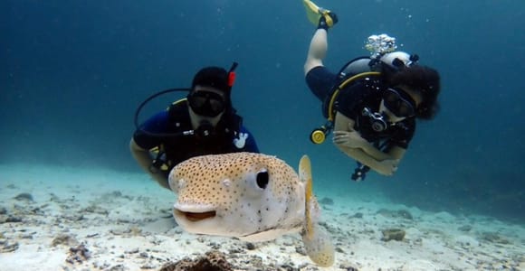 Scuba Diving Refresher(3 dives)