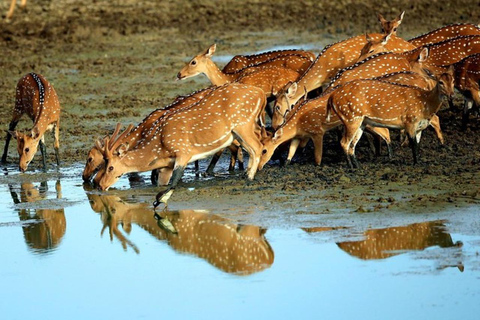 Från Ella: Safari i Yala nationalpark och avresa till Ella