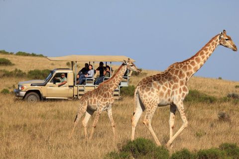 Vanuit Kaapstad: 3-daagse Garden Route safaritour