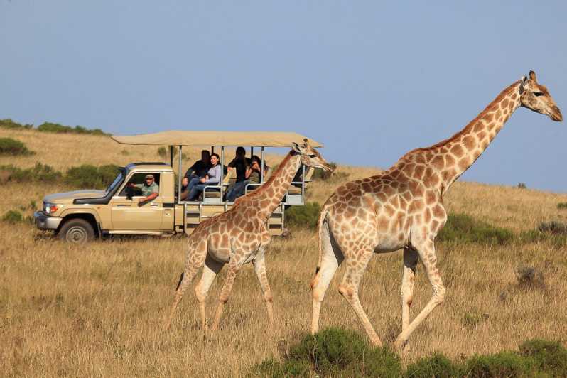 Cape Town/Stellenbosch: 3-Day Garden Route and Safari Trip