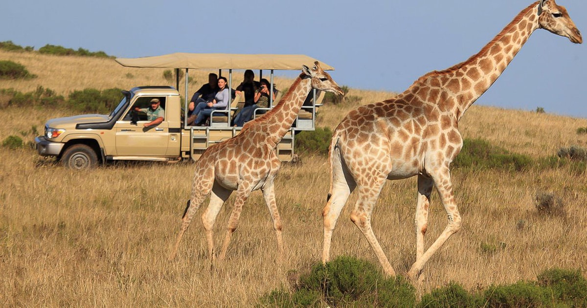 Cape Town/Stellenbosch: 3-Day Garden Route and Safari Trip