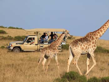 3-Day Garden Route Highlights & 4x4 Safari