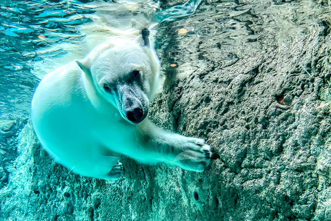 Asahiyama Adventure: Zoo+Waterfalls & Blue Pond Day Tour Meet at Exit 31 of Odori Park Subway Station