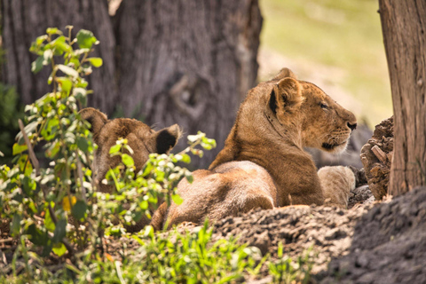 El mejor paquete de safari de 8 días por la vida salvaje de Tanzania