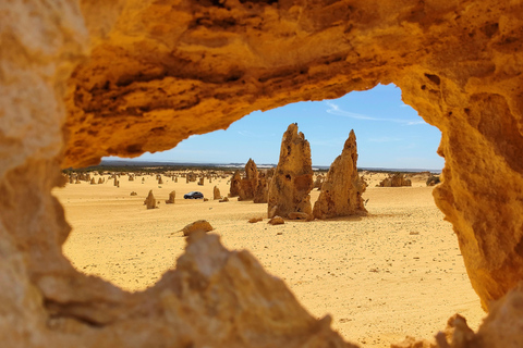 From Perth: Koala, Pinnacles Stargazing Day Tour