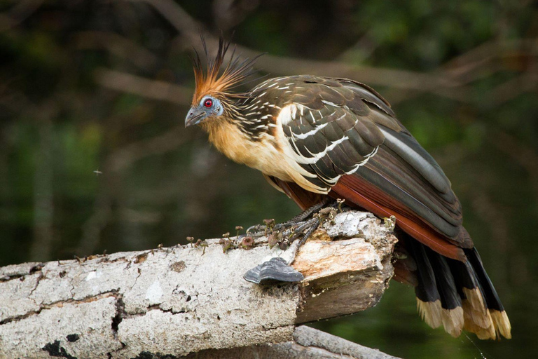 In-Depth Amazon Experience - 4 Days inside Rainforest