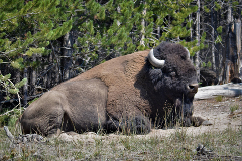 Yellowstone 2 Day Adventure - Upper and Lower Loop Tour