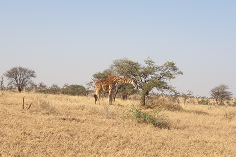 Tanzania: Safari di 3 giorni all&#039;ultimo minuto con alloggio