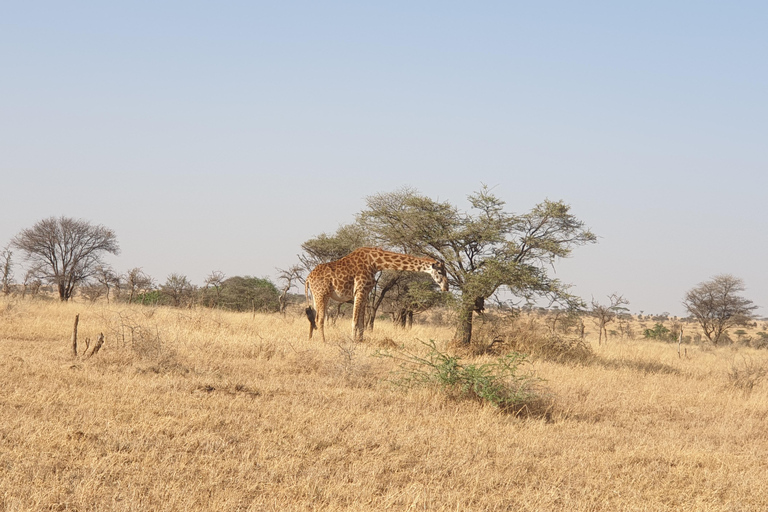 Tansania: 3-tägige Last-Minute-Safari mit Unterkunft