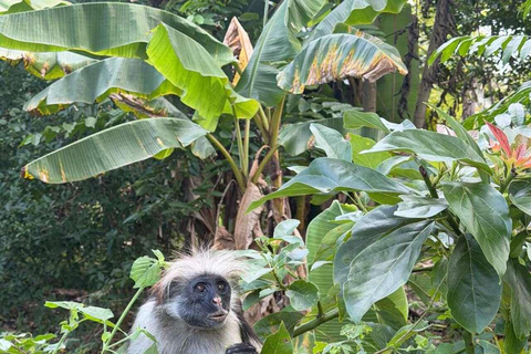 Zanzibar: Spice Farm, Jozani Forest & Salaam Cave Tour Private tour without hotel transfer