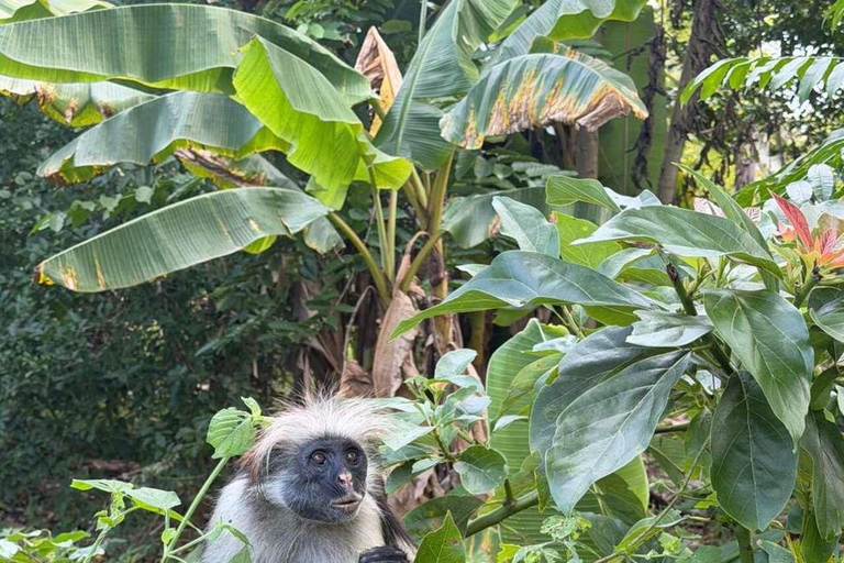 Zanzibar: Spice Farm, Jozani Forest & Salaam Cave Tour Private tour without hotel transfer