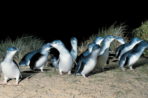From Melbourne: Phillip Island Penguin Parade Private Tour
