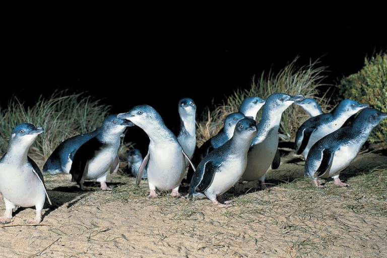 From Melbourne: Phillip Island Penguin Parade Private Tour