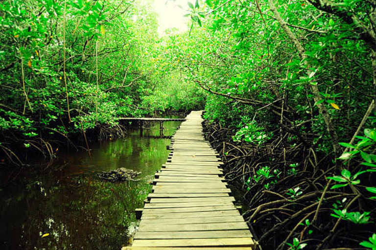 Zanzibar: Jozani Forest, Tortoise Park, & Butterfly Tour Private tour without hotel pick up and drop off