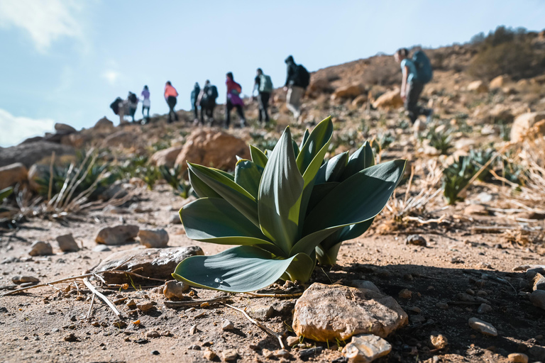 Wycieczka z Dany do Petry + Wadi Rum i Morze Martwe