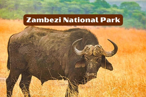 Victoria Watervallen: Zambezi Nationaal ParkTour in kleine groep