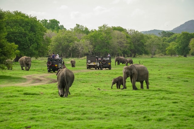 Minneriya: Minneriya National Park Privé Olifantensafari