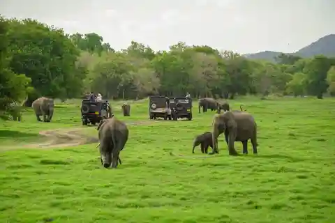 Minneriya: Minneriya National Park Private Elephant Safari