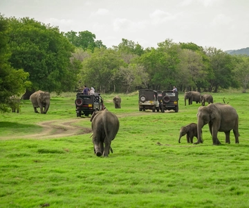 Minneriya: Minneriya National Park Privat elefantsafari