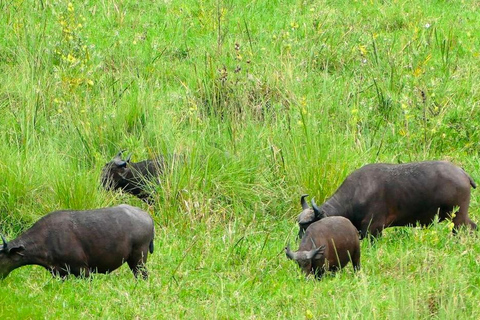 Addis Abeba: wycieczka do kościoła Chebera Churchura i Parku Narodowego MazeAddis Abeba: Wycieczka do kościoła Chebera Churchura i Parku Narodowego Maze