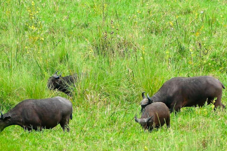 Addis Abeba: wycieczka do kościoła Chebera Churchura i Parku Narodowego MazeAddis Abeba: Wycieczka do kościoła Chebera Churchura i Parku Narodowego Maze