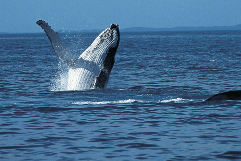 Melbourne: Phillip Island Dolphin and Whale Watching Tour