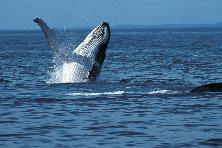 Melbourne: Phillip Island Dolphin and Whale Watching Tour