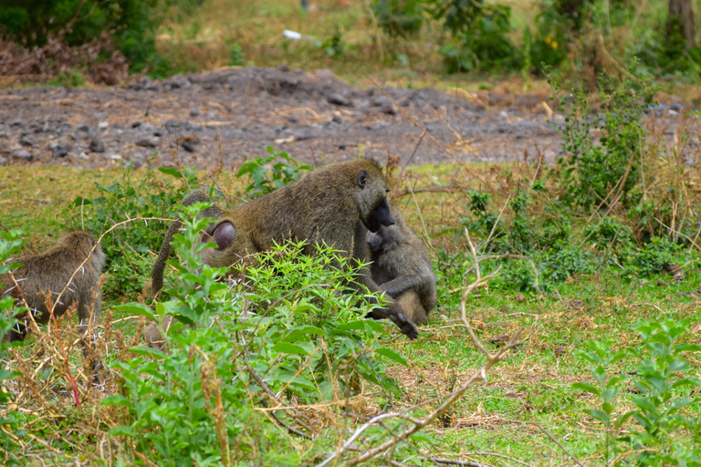 Viaggio di due giorni al Lago Manyara con canoa e passerella tra le cime degli alberiCampeggio a Karatu