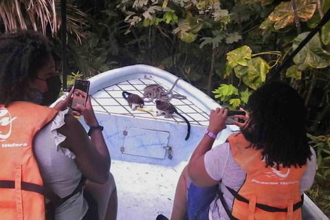 Panamá: Excursión a la Isla de los Monos, el Santuario de los Perezosos y el Lago Gatún