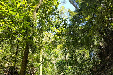 Watervallen en grottenpad in het Tijuca bos