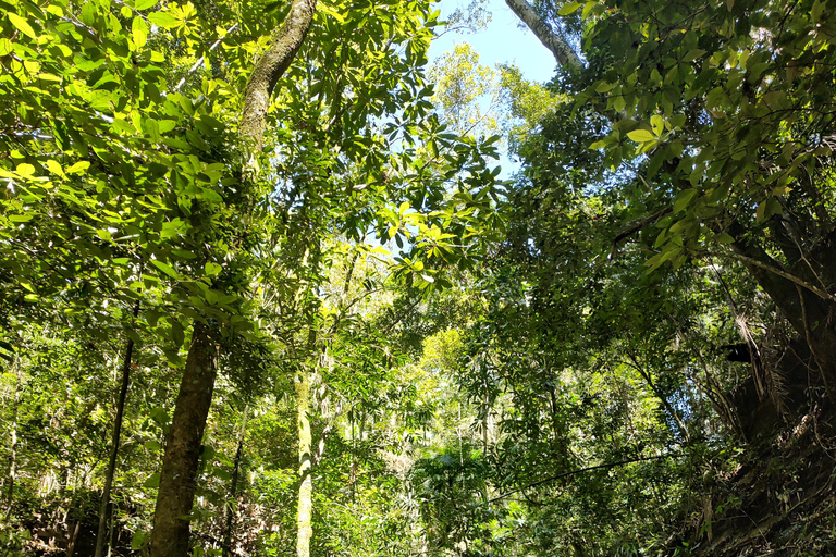 Watervallen en grottenpad in het Tijuca bos