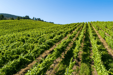 Il punto di vista di Valmiñor