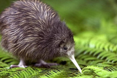 From Auckland: Kiwi Wilderness Experience Guided Tour