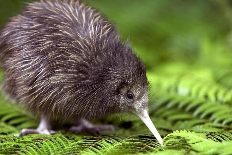 From Auckland: Kiwi Wilderness Experience Guided Tour