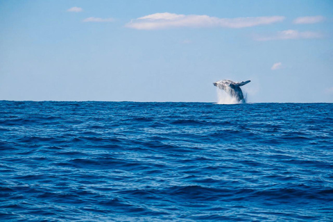 Mirissa: Blue Whale & Dolphin Watching Adventure with food WITH Entry Ticket (Tour Entry Ticket INCLUDED)