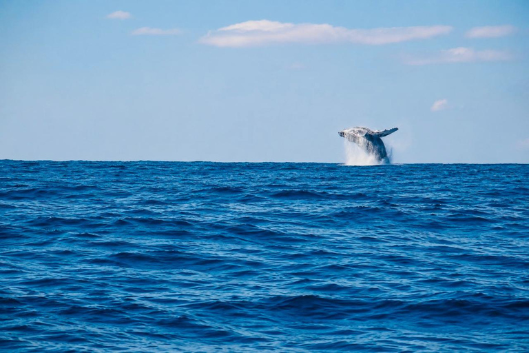 Mirissa: Blue Whale & Dolphin Watching Adventure with food WITH Entry Ticket (Tour Entry Ticket INCLUDED)