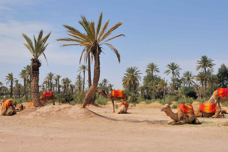 Marrakech : balade à chameau avec pause théBalade à chameau dans la palmeraie avec pause thé