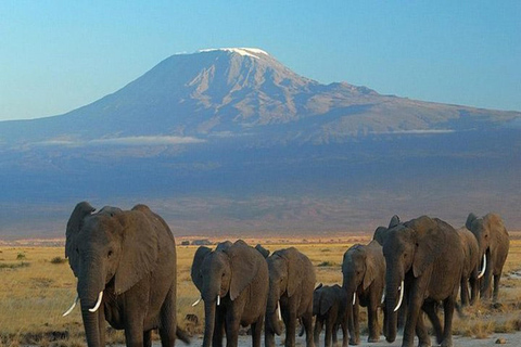 Safari di lusso di 4 giorni nel Parco Nazionale di Amboseli