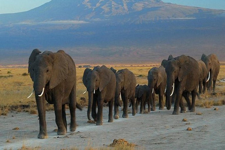 Safari di lusso di 4 giorni nel Parco Nazionale di Amboseli