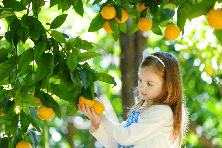 Jeju: Winter East Snow, Camellia, Tangerine Picking Tour