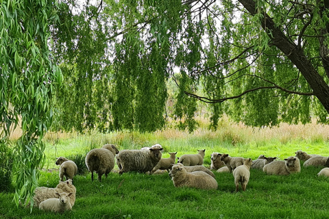 Auckland Natuur Tour