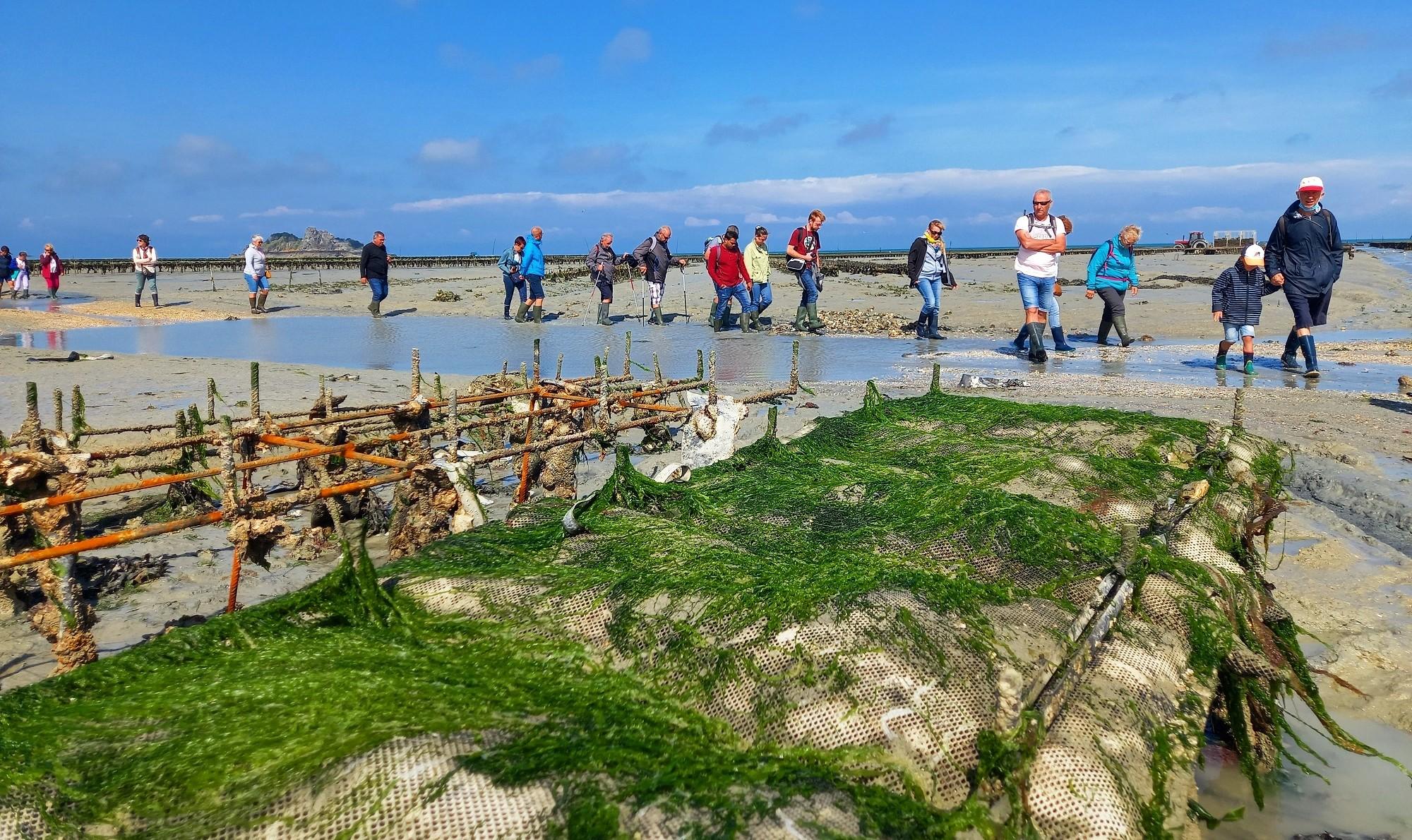Führung durch die Austernparks von Cancale
