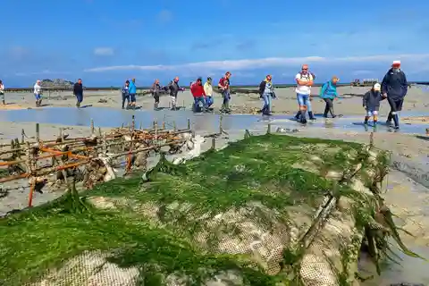 Guided tour of Cancale's oyster beds