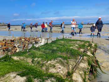 Guided tour of Cancale's oyster beds