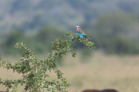 Visit Akagera national park with Passionate Guide