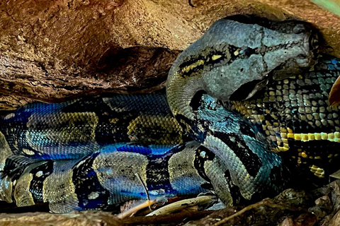 Uvita: Corcovado Rainforest & Wildlife Adventure