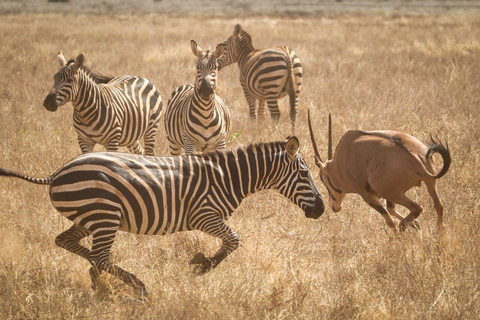 Nairobi National Park Half-Day Game Drive with Hotel Pickup Private Game Drive