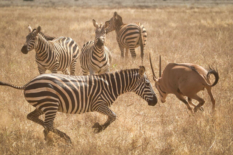 Nairobi National Park Half-Day Game Drive with Hotel Pickup Private Game Drive